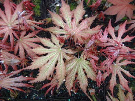 Buy Acer Palmatum Nebula Variegated Japanese Maple Mr Maple │ Buy