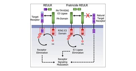 Receptor Elimination By E Ubiquitin Ligase Recruitment Reulr A