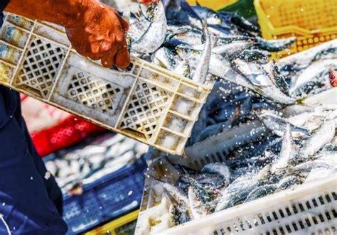 Understanding Overfishing - Causes, Consequences, and Sustainable Solutions