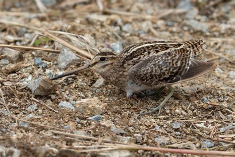 針尾鷸 Pin tailed Snipe Gallinago stenura Flickr