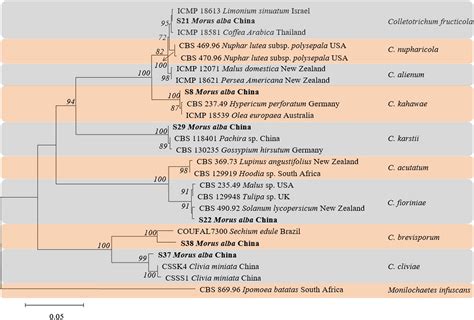 Characterization Phylogenetic Analyses And Pathogenicity Of Colletotrichum Species On Morus