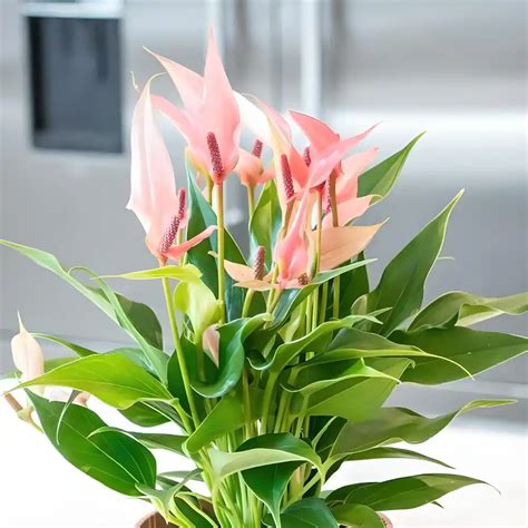 Buy Anthurium Champion Lilli Pink Plant At Best Price Seedplex In