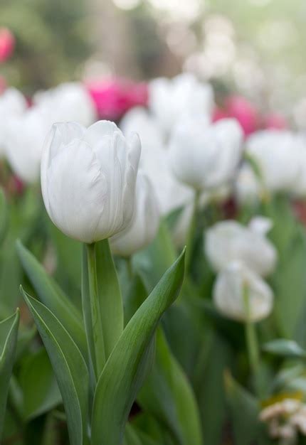 Free Photo | White tulip flower in the garden