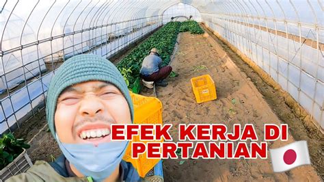 CONTOH TKI KURANG AJARR KERJA JOB PERTANIAN DI JEPANG SANTAI BANGET