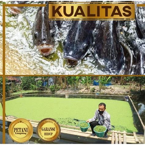 Jual Azolla Pakan Ikan Nila Tanaman Air Apung Hias Jernihkan Kolam