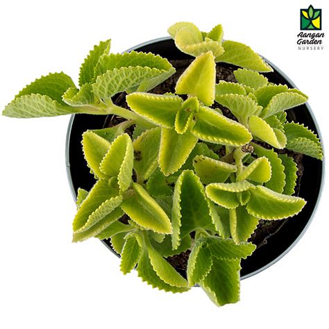 Ajwain - Trachyspermum - Order Online