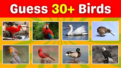 Guess The Birds Fun Bird Quiz Challenge Youtube