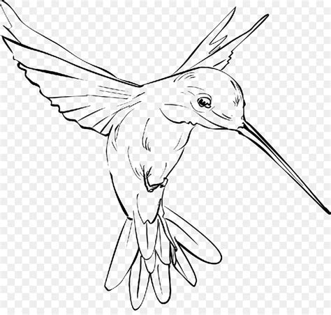 Drawing Of Hummingbirds Carinewbi 18810 Hot Sex Picture