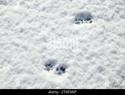 Cat paw prints in snow Stock Photo - Alamy