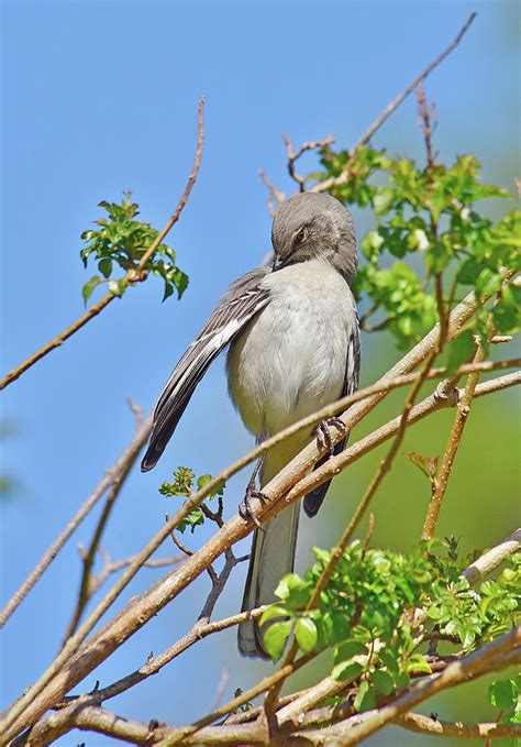 Mockingbird Preening 1 Photograph by Linda Brody - Fine Art America 