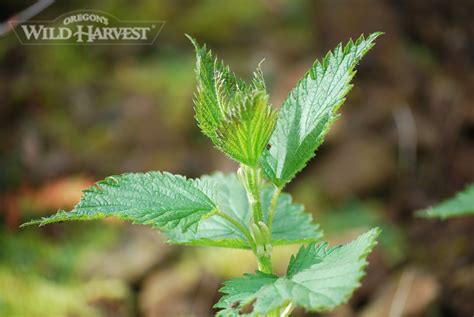 Oregons Wild Harvest Spring Nettle #organic #oregon #herb Herb Farm, Wild Harvest, Organic Herbs ...