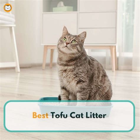 Cat Litter Love Cat Better