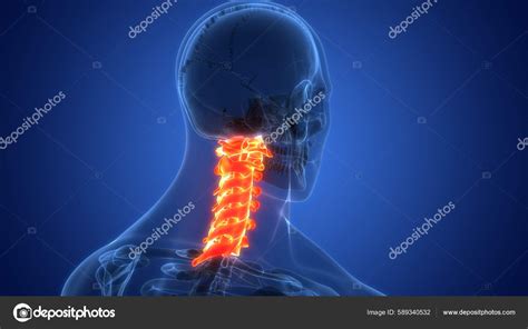 Anatomia Medula Espinal Vértebras Cervicais Ilustração Foto