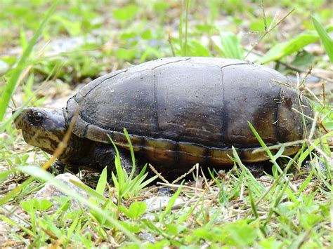 Mud Turtle - eMuseum of Natural History