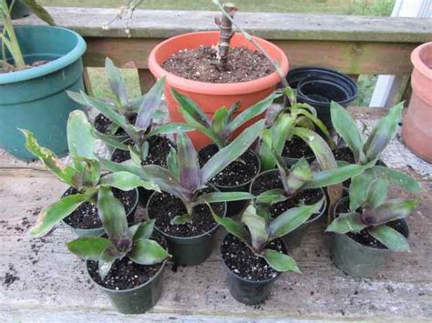 Grow Callisia fragrans plants in pot or in Outdoor Garden