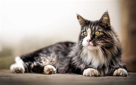 Maine Coons The Gentle Giants Of The Cat World CatsInfo