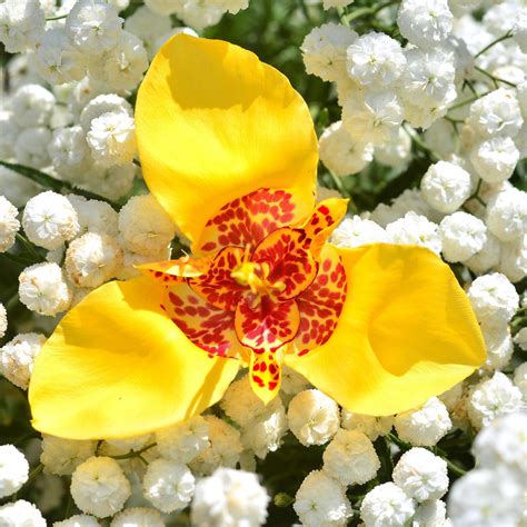 Tiger Flower Tigridia Bulbs For Sale Easy To Grow Bulbs