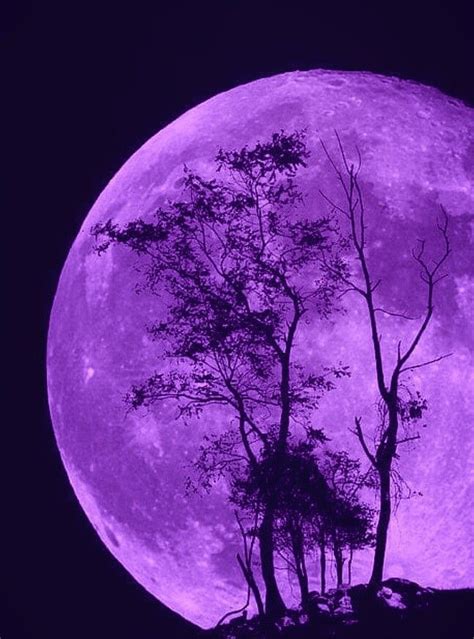 the full moon with trees silhouetted against it's purple hue is seen in ...