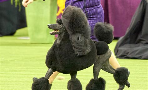 Are Some Poodles Born With Short Tails