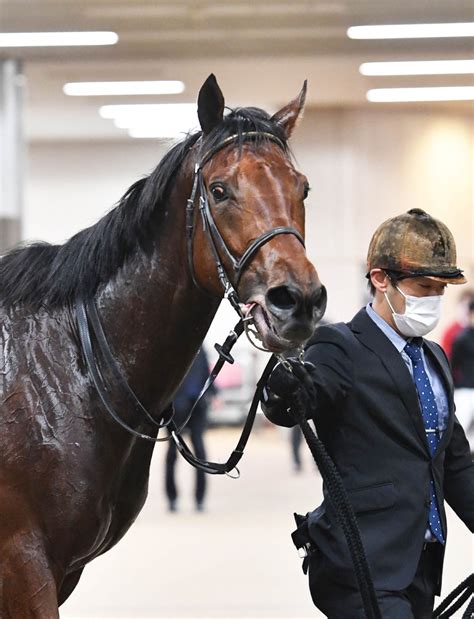 【注目馬動向】東京スポーツ杯2歳s勝ち馬のダノンザキッドはホープフルs参戦 Umatoku 馬トク