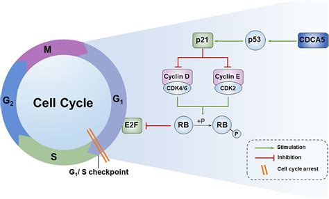 Cell Cycle Checkpoints P