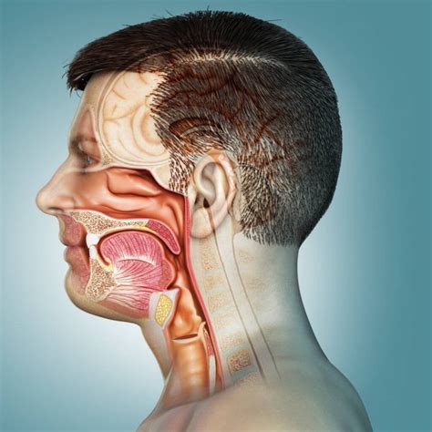 Rendering Medical Illustration Male Interior Brain Anatomy Stock Photo