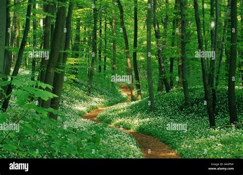 Ramsons Allium Ursinum Forest Path Between Ramsons Germany