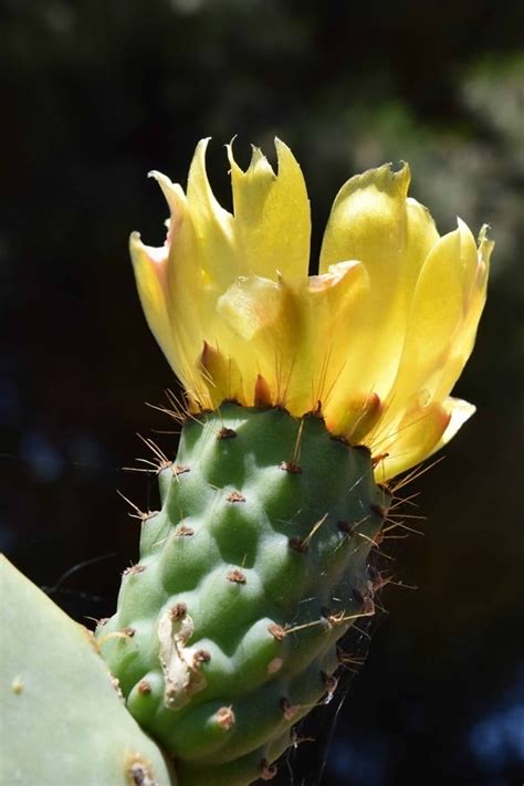 Free picture: spike, sharp, flower, nature, cactus, garden, desert