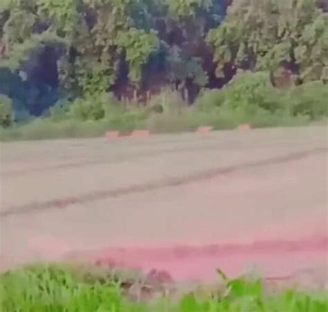 Pilibhit Newsखेत में चहलकदमी करते दिखे चार बाघ सहमे किसान Four Tigers Were Seen Walking In