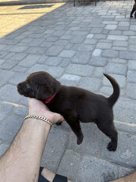 American Chocolate labrador puppies | PetClassifieds.com