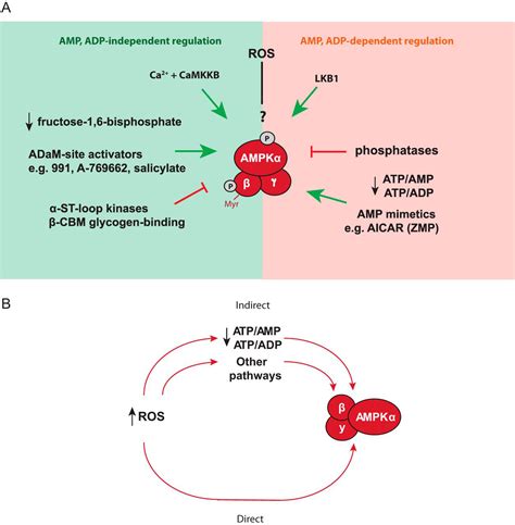 Mitochondria Derived ROS Activate Activated Protein Kinase AMPK