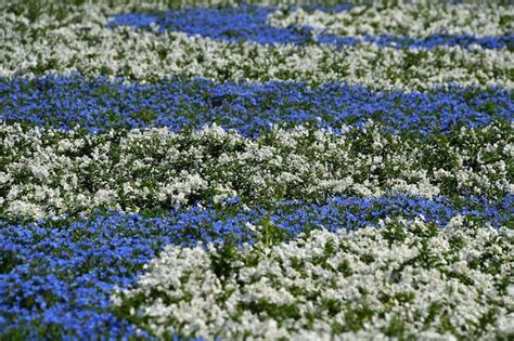 Premium Photo | Farmed colorful outdoor flowers field