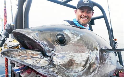 Retour du thon rouge en mer dIroise une pêche hors norme Le Télégramme