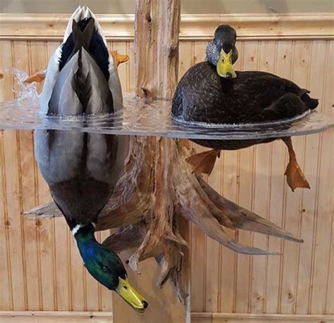 Mallard Duck Mounts