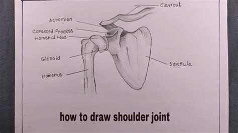 how to draw shoulder joint/draw shoulder joint diagram - YouTube