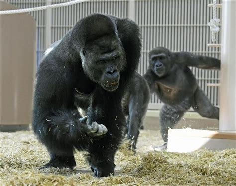 イケメンゴリラの新居公開 名古屋・東山動植物園 読んで見フォト 産経フォト