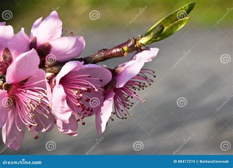 Spring Nectarine Colorful Pink Flowers Pistils Tree Blooming Stock