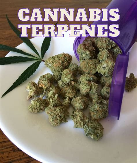 Cannabis Terpenes: Unlocking the Secrets - Sweeterps.com