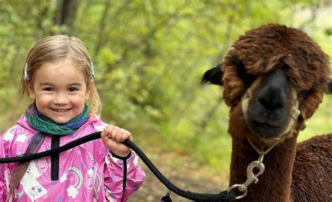 Passeggiate Con Alpaca Reggio Emilia A Partire Da 18 Freedome