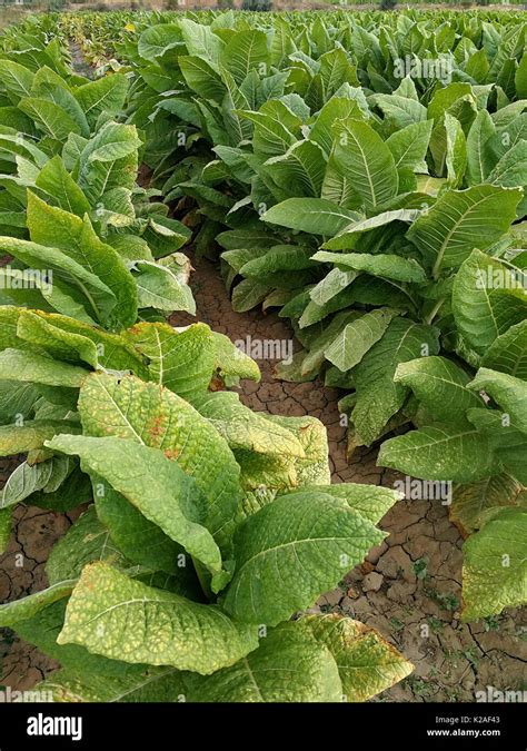 Tobacco field Stock Photo - Alamy