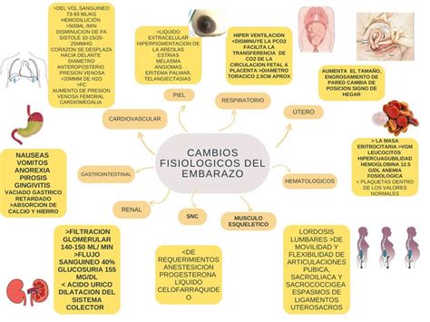 Cambios Fisiol Gicos Del Embarazo Sarai Zarate Udocz