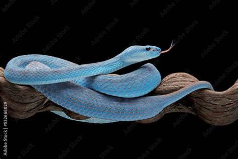 Blue viper snake on branch with isolated background, viper snake ready ...