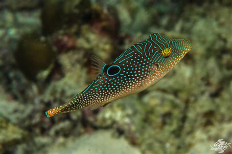 Blue Spotted Pufferfish Facts and Photographs | Seaunseen