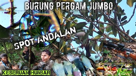 Berburu Burung Pergam Bekuak Punai Di Spot Lama Poin Perdana