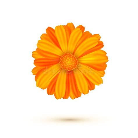 Ejemplo Del Vector Del Calendula Aislado Una Flor Del Calendula