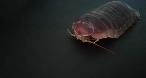 How Giant Isopods Got Supersized - Hakai Magazine - Tva Ganir