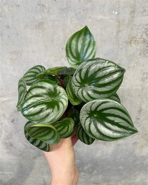 Peperomia Argyreia Melon Peru Gippsland Indoor Plants