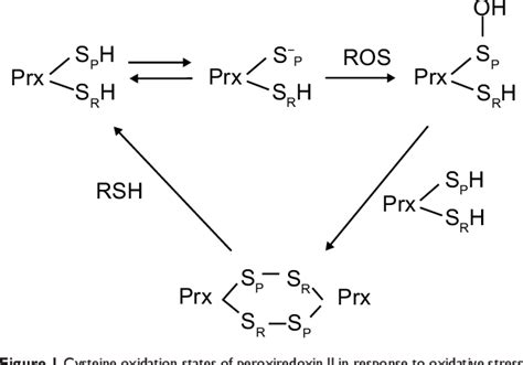 Figure From The Role Of Peroxiredoxin Ii In Chemoresistance Of Breast