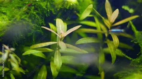 Dwarf Hygrophila In Ryoboku Aquascape Design Healthy Aquatic