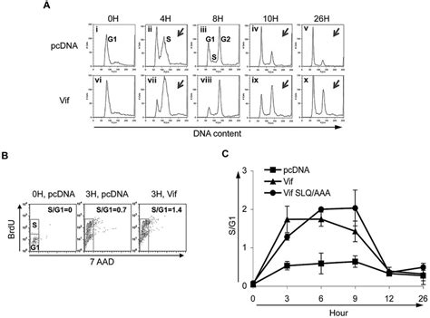 Vif Induces An Early G1 To S Transition In Vif Transfected HeLa Cells